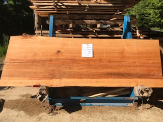 Hemlock 6189